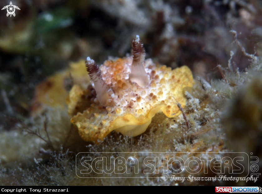 A Nodulose Hoplodoris