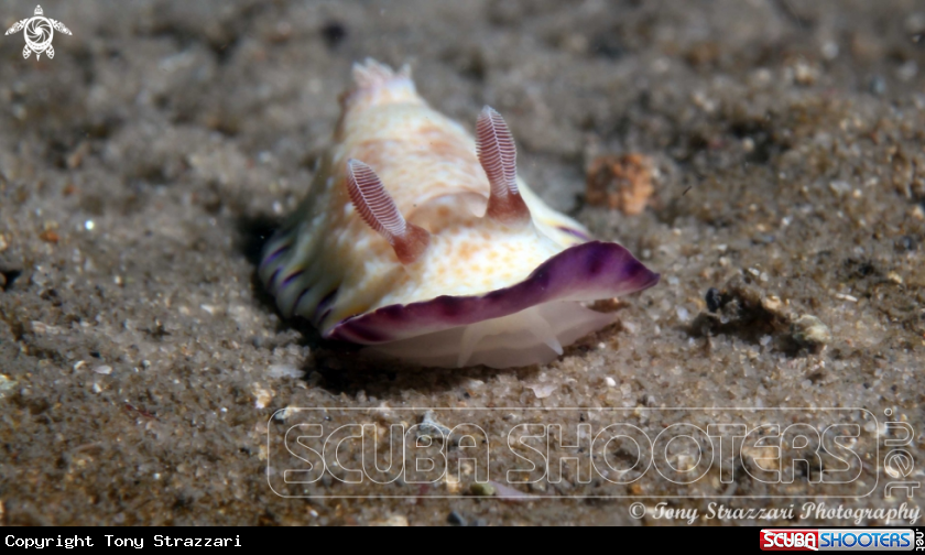 A Gold-Spotted Chromodoris