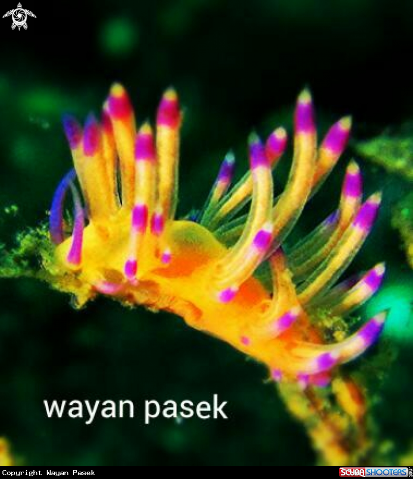 A Flabellina