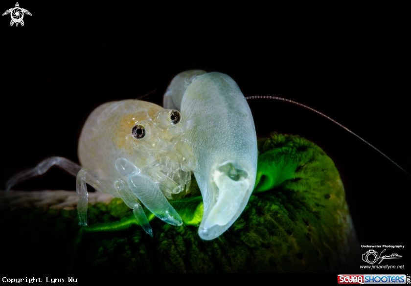 A Snapping Shrimp