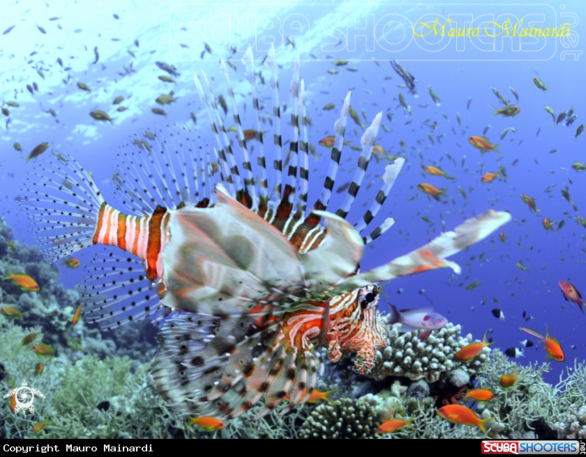A Lionfish