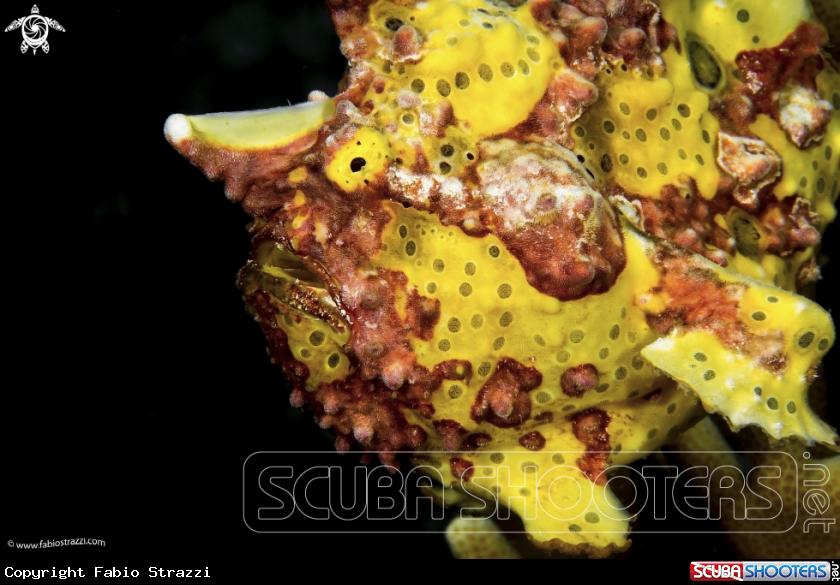 A Frogfish 