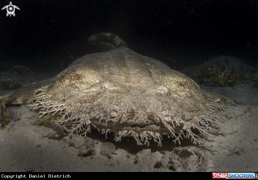 A Wobbegong