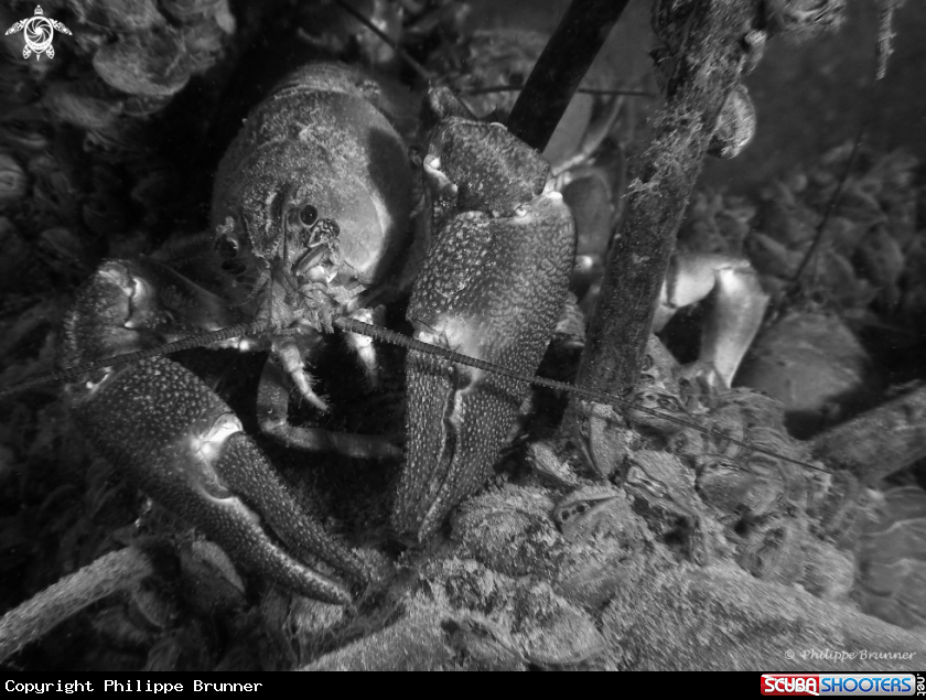 A Crayfish