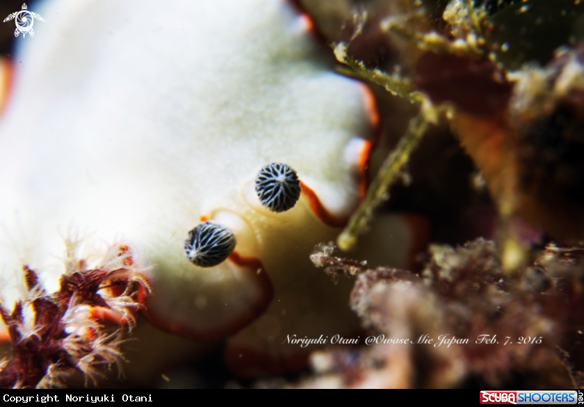 A nudibranch