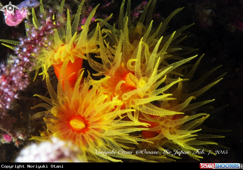 A Orange coral