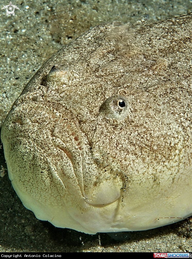 A Uranoscopo