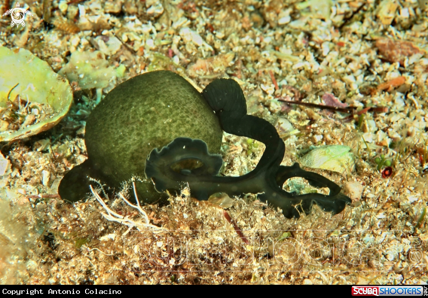 A Bonellia verde