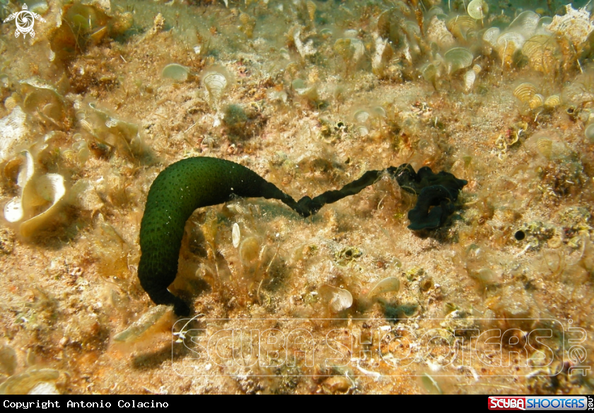 A Bonellia verde