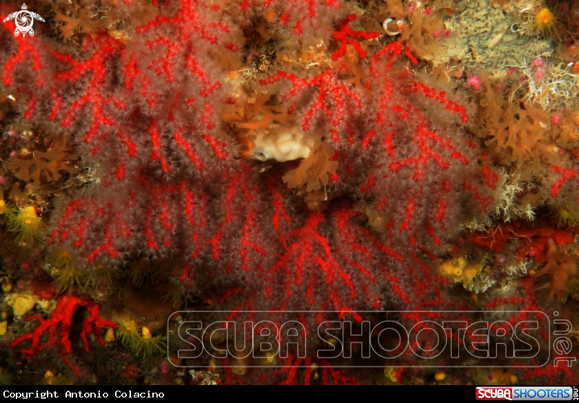 A Corallo rosso