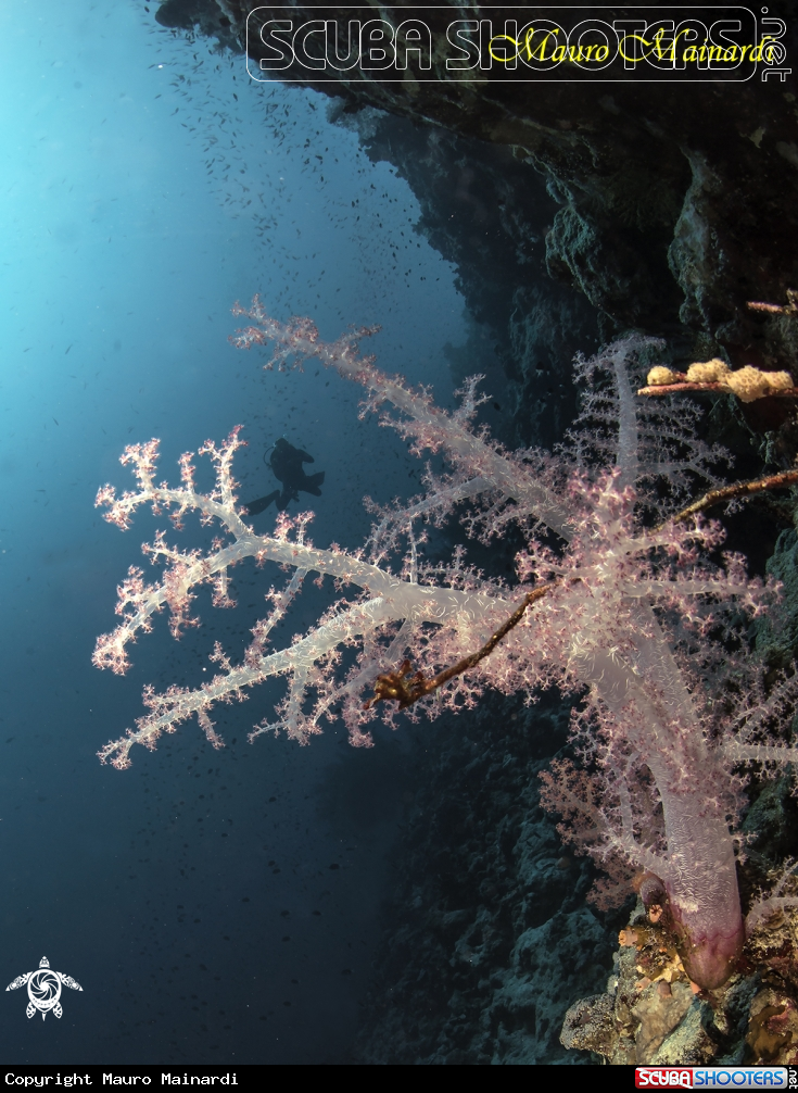 A Soft coral.