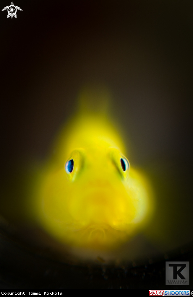 A Golden Goby, Ornate Goby