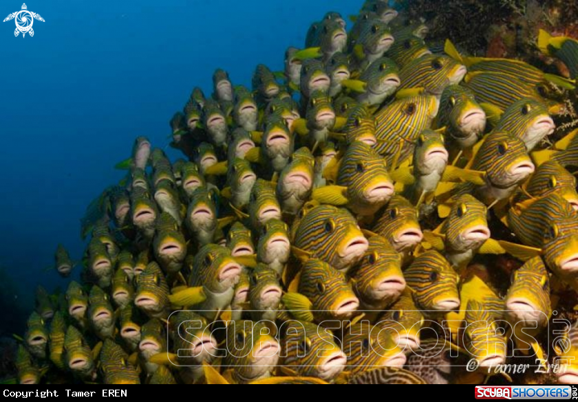 A Ribboned Sweetlips