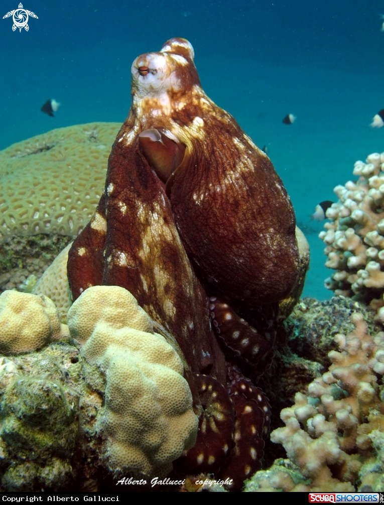 A Octopus