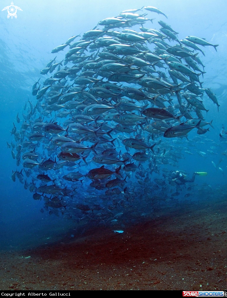 A Caranx
