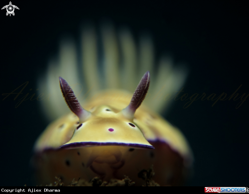 A nudibrach