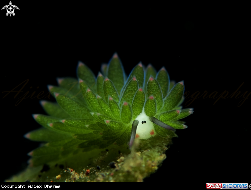A nudibranch 