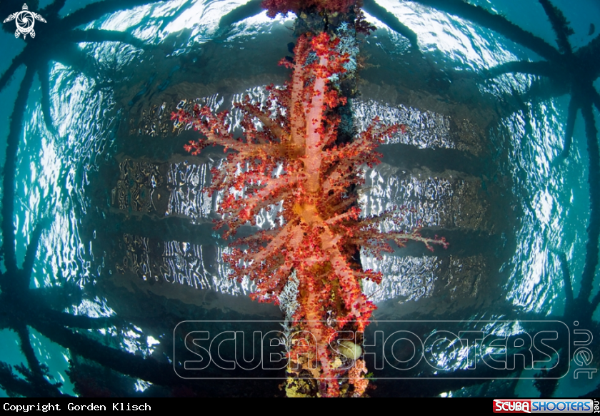 A underwater creature