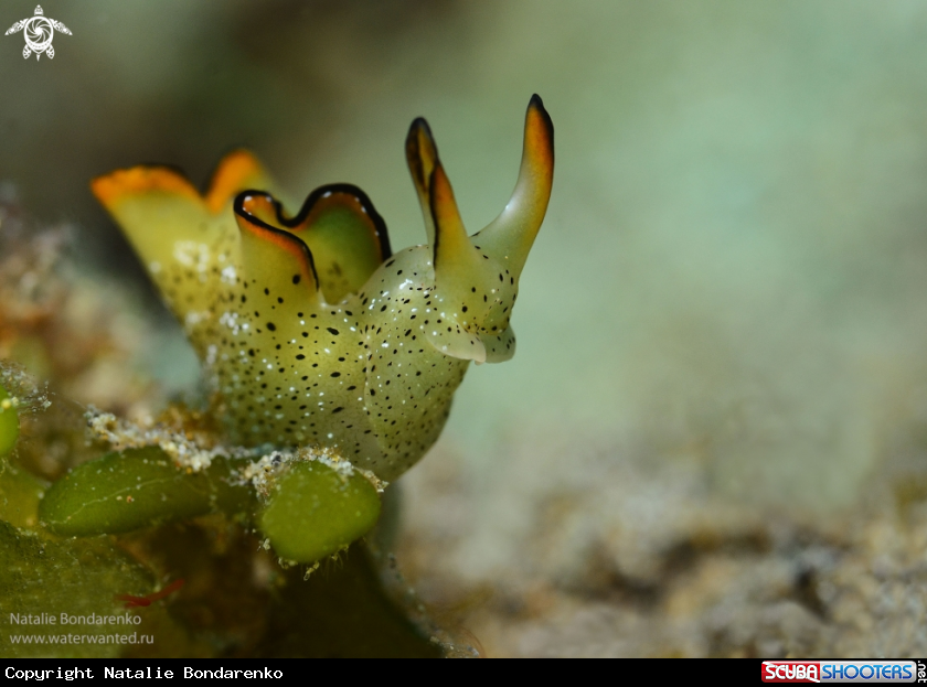 A Nudibranch