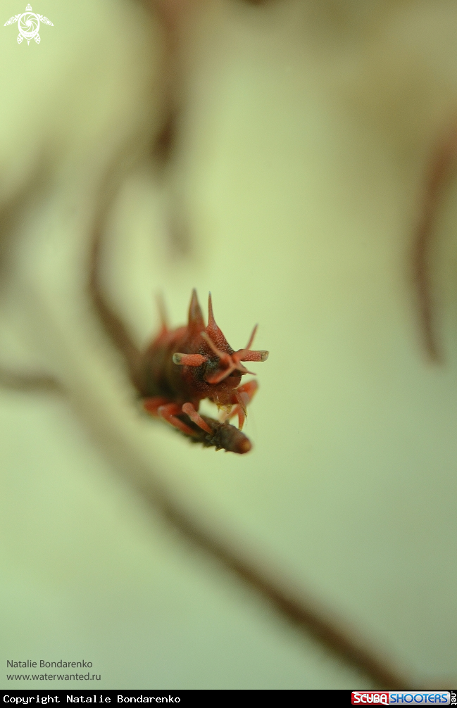 A Dragon shrimp