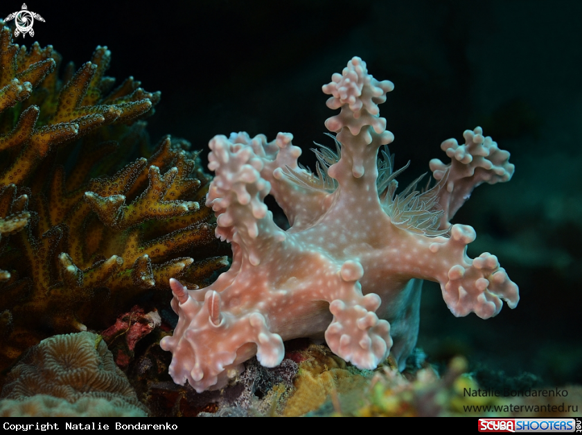 A Nudibranch
