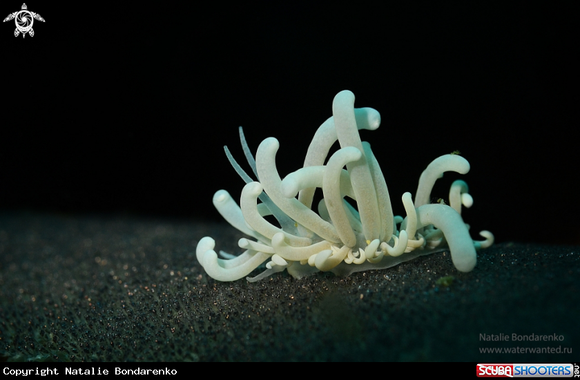 A Nudibranch