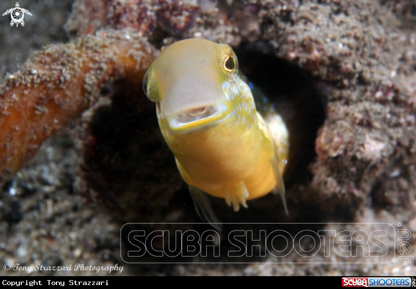 A Brown Sabretooth Blenny 