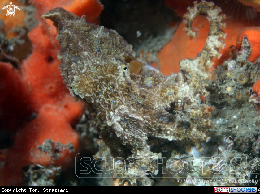 A Blue-lined Octopus
