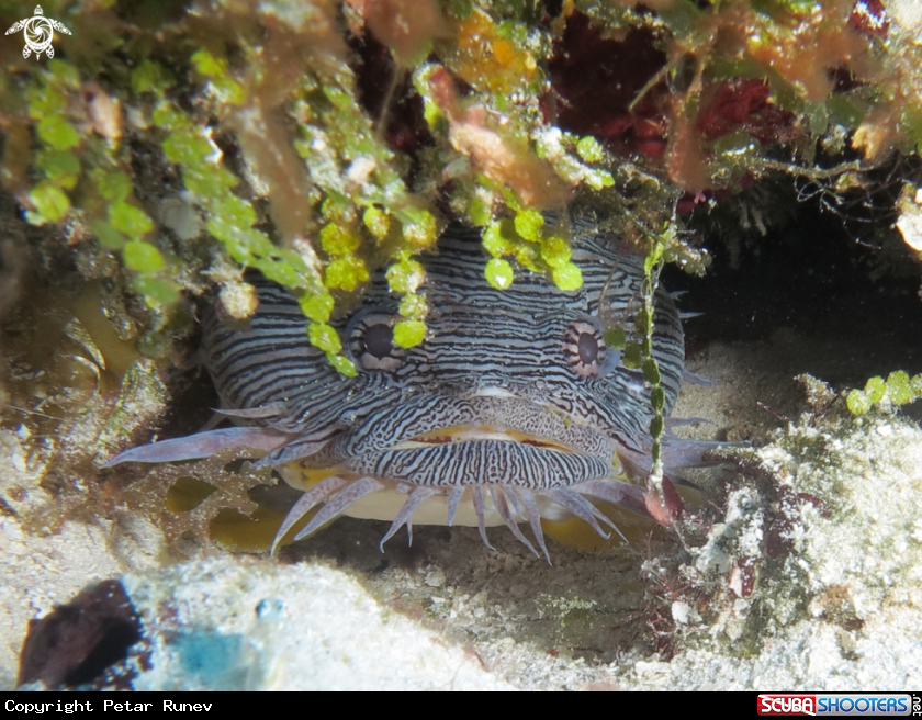A Toadfish