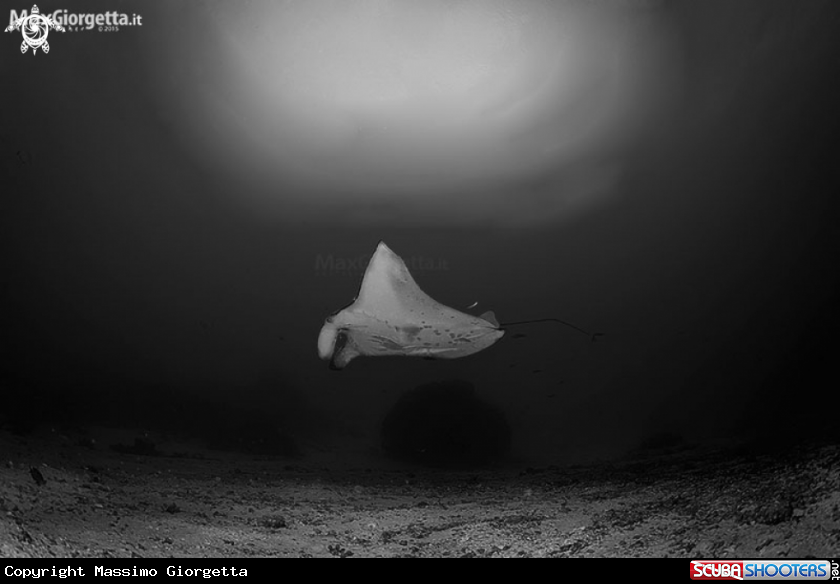 A manta