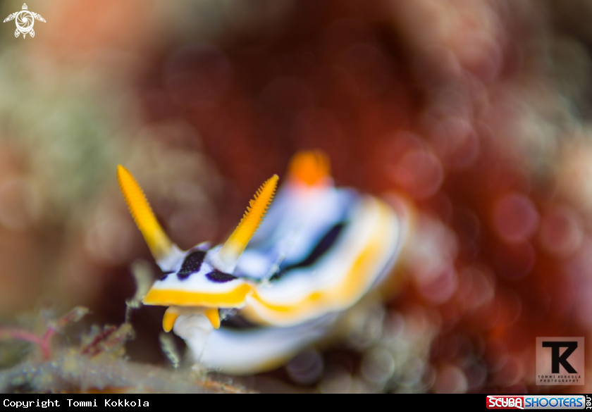 A Magnificent chromodoris at Anilao reef.