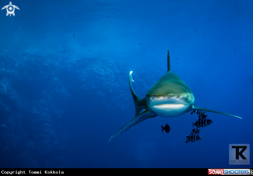 A Oceanic whitetip shark