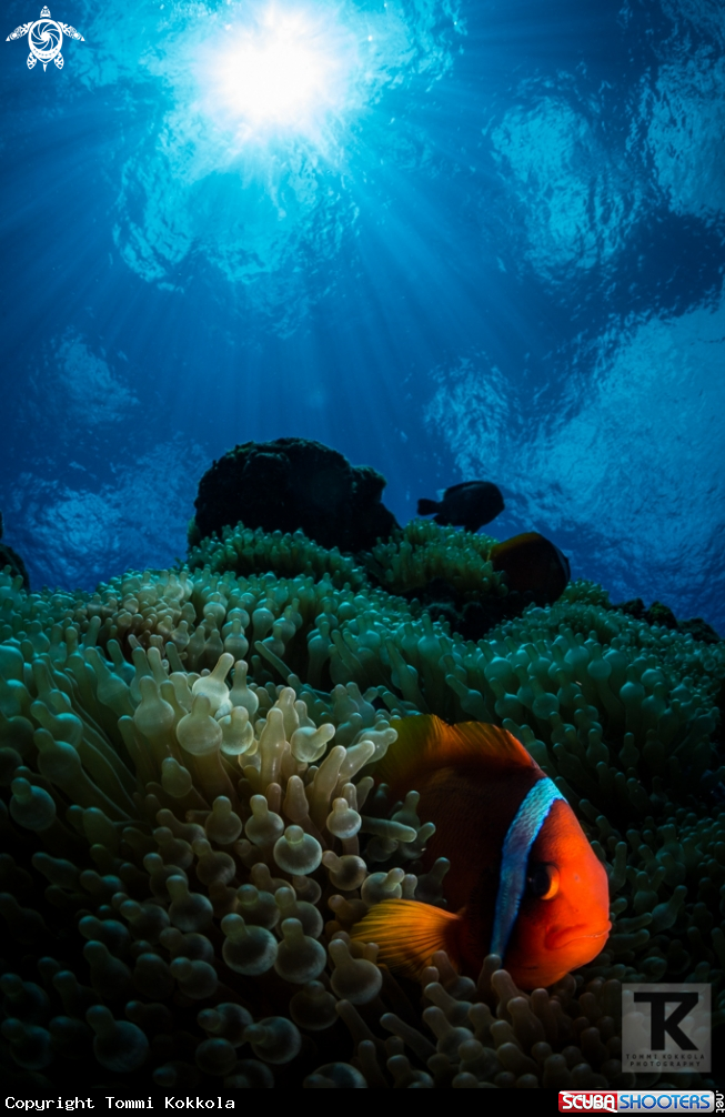 A Tomato anemonefish