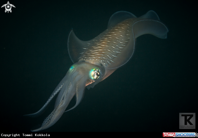 A Bigfin reef squid