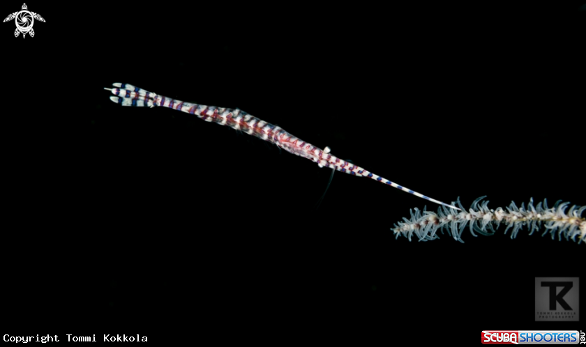 A Banded tozeuma shrimp
