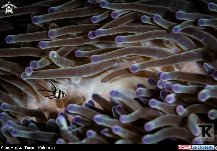 A Banggai cardinalfish