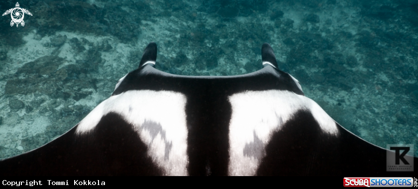 A Manta ray