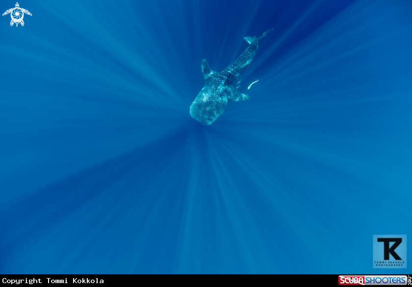 A Whale shark