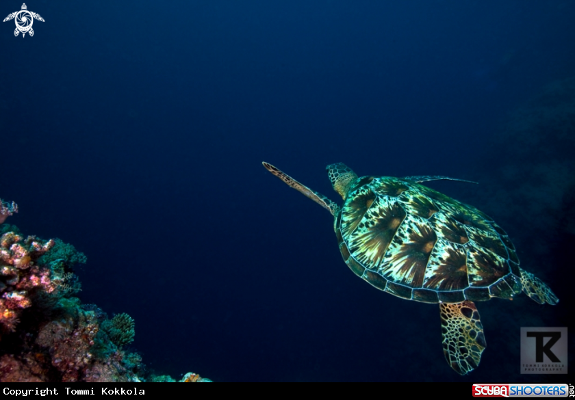 A Green Turtle