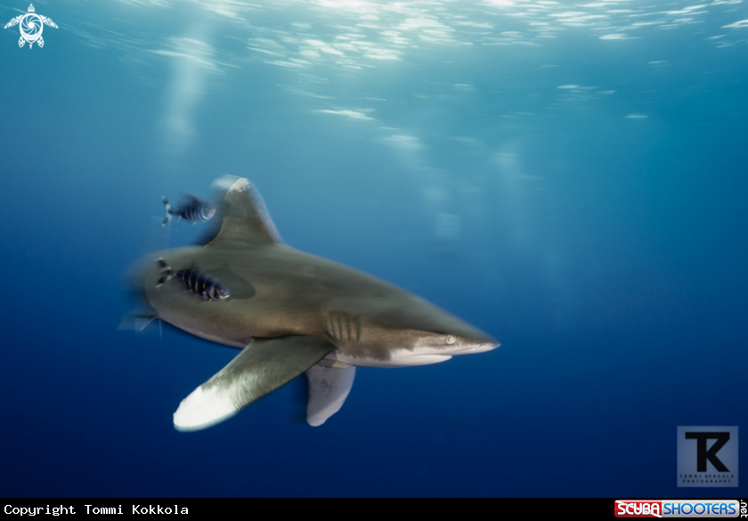 A Oceanic whitetip shark