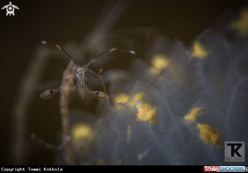 A Skeleton shrimp