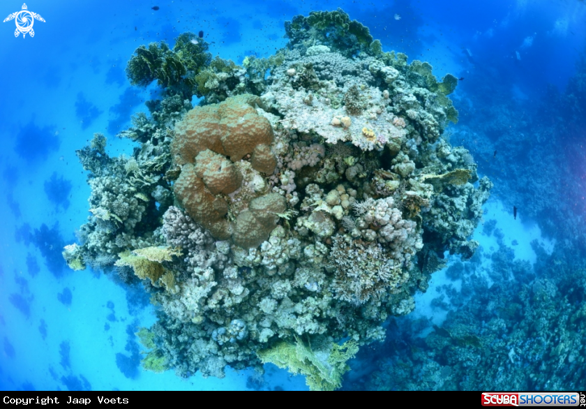 A Coral