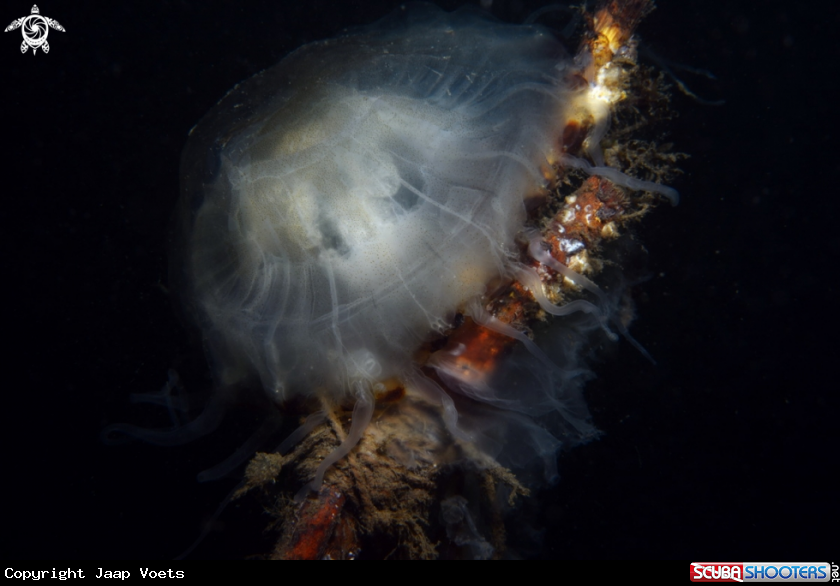 A Moon Jelly