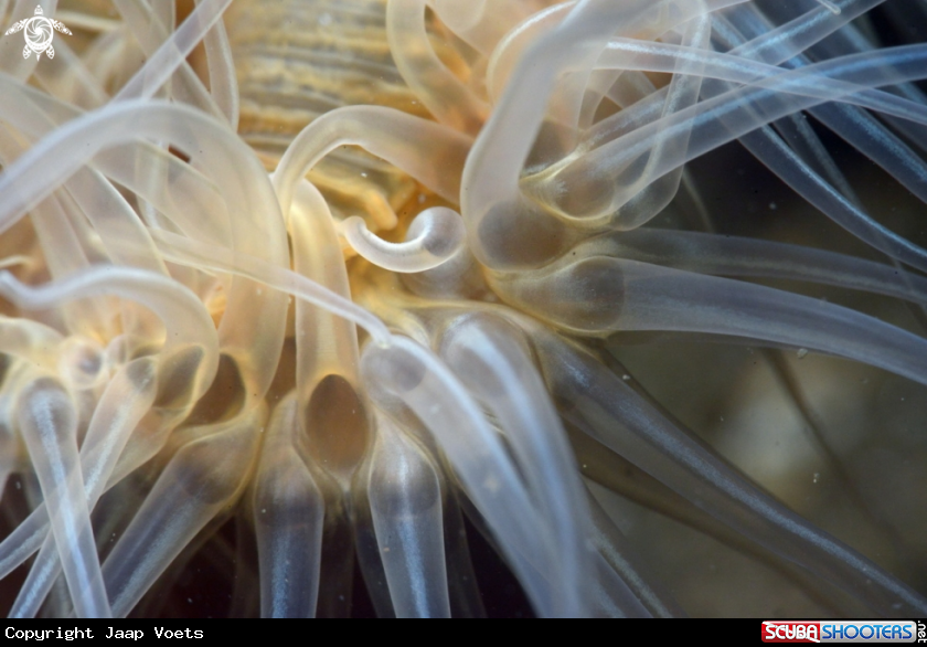 A small snakelocks anemone