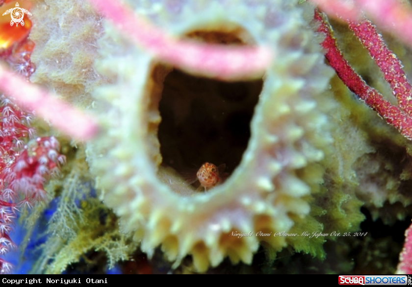 A Small Blenny in Sponge 