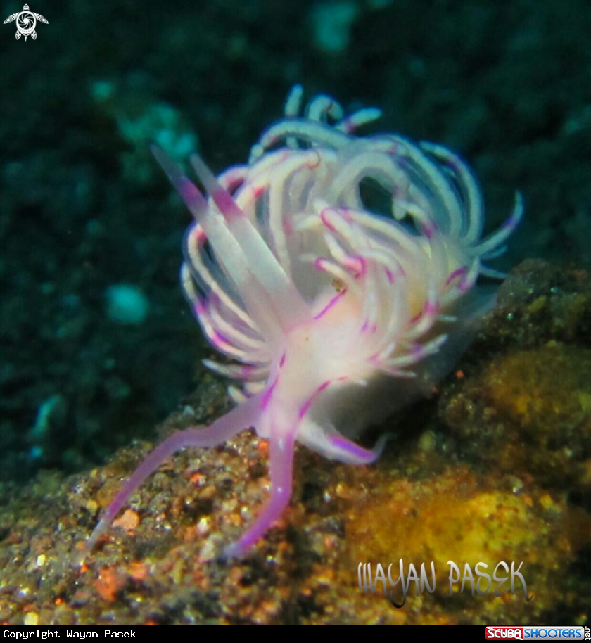 A Flabellina