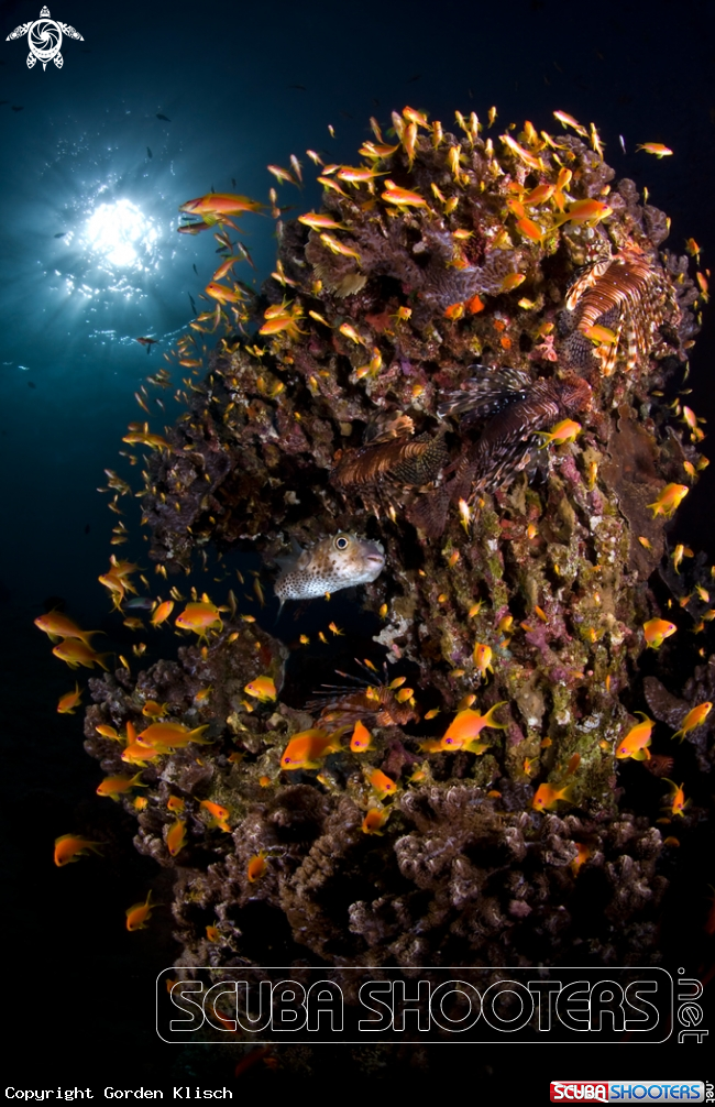 A underwater creature