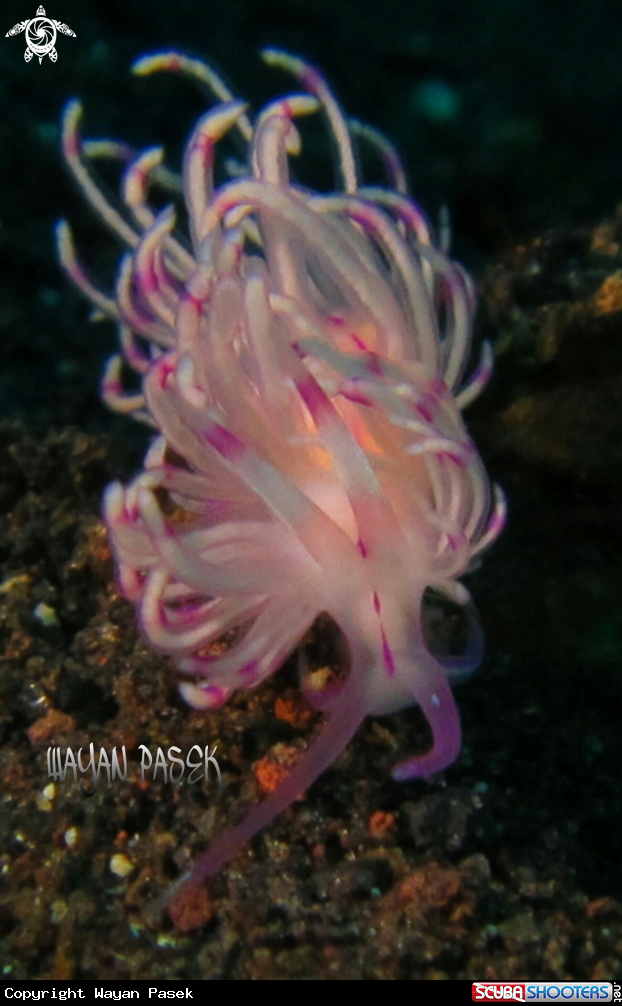 A Flabellina