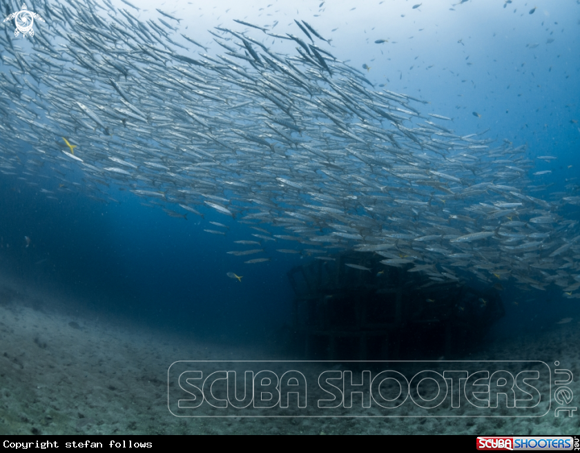 A Chevron Barracuda