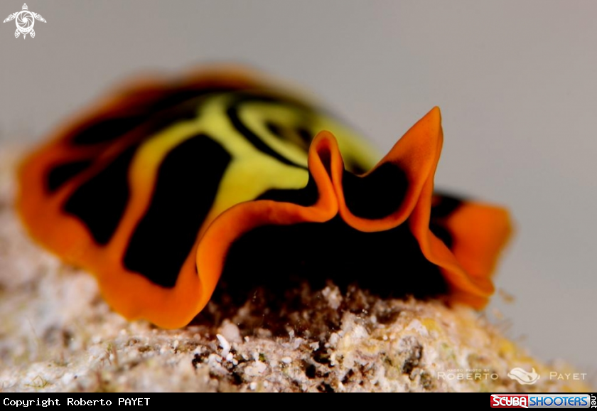 A  Divided Flatworm or Tiger Flatworm - ver plat tigré